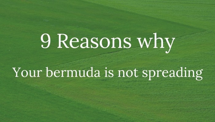 why my bermuda is not spreading