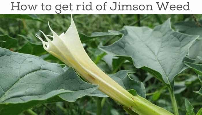 jimson weed