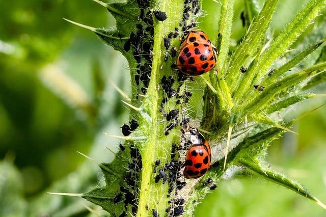 ladybugs vs aphids