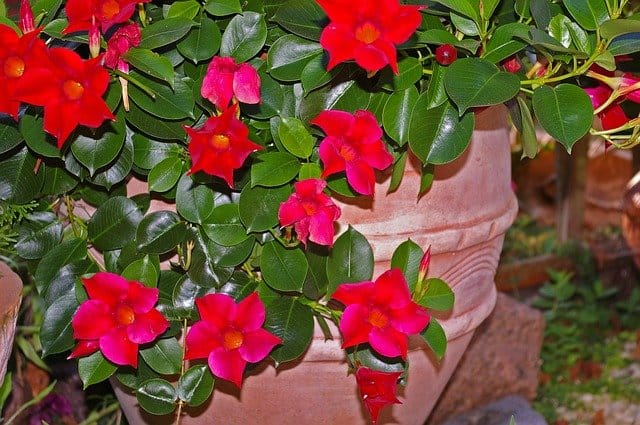 mandevilla flowers