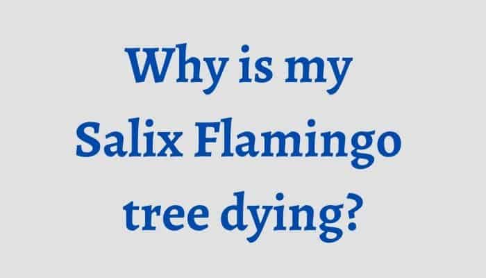 Why is my Salix Flamingo tree dying