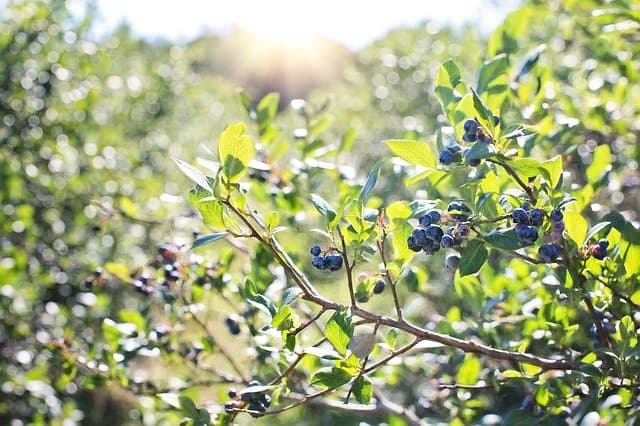 why blueberry plant is dying