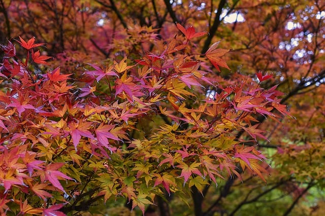 why japanese maple dying