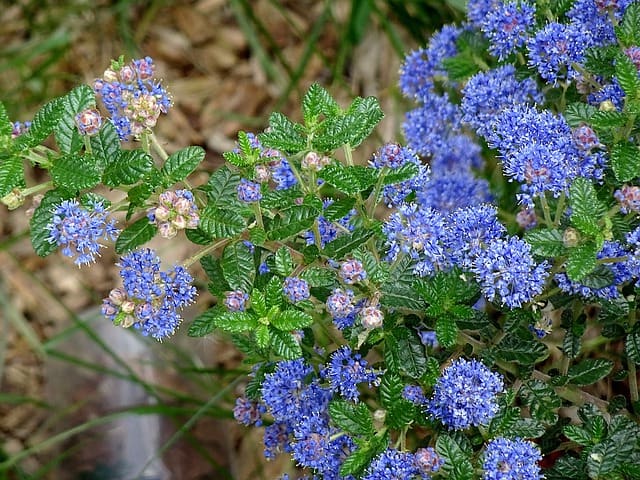 Why my Ceanothus dying