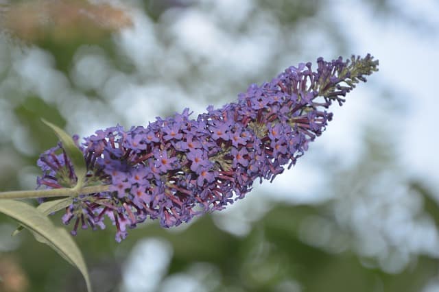 How to Get Rid of Buddleia