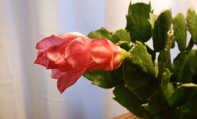 Why is My Christmas Cactus Dying