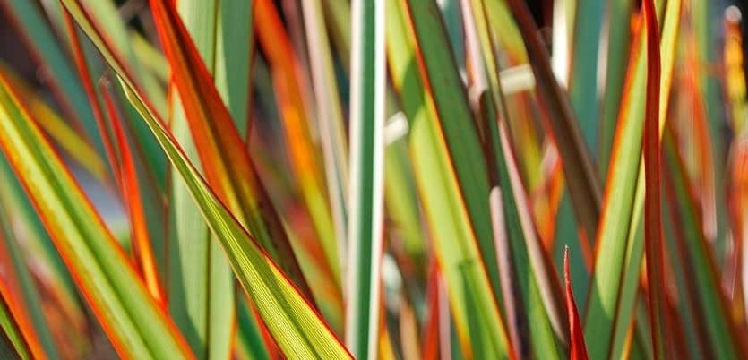 why phormium dying