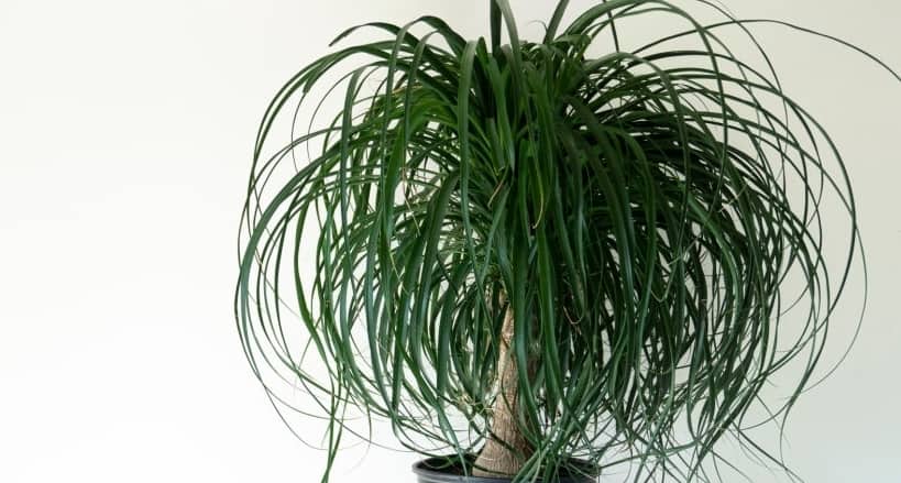 Ponytail Palm Dying