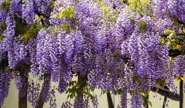 Why my Wisteria suddenly died?