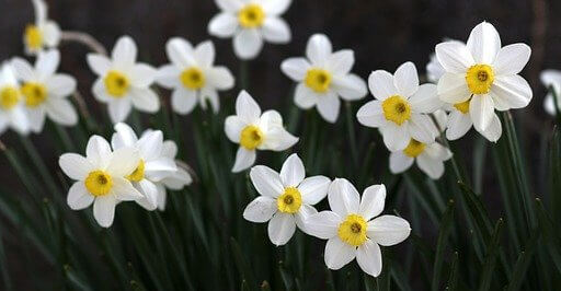 What Eats Daffodil? (3 Pests & Ways to Get Rid of Them!)