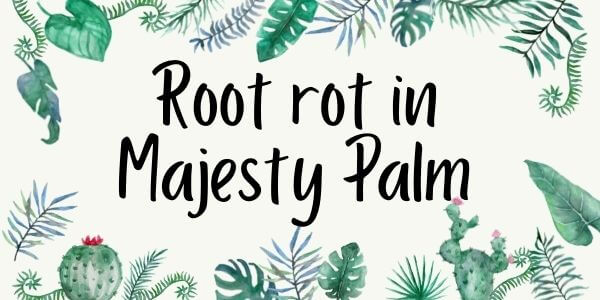 Majesty Palm Root Rot