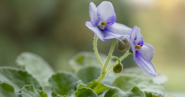 Do African Violets need special soil