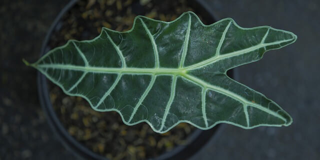 Alocasia Drooping