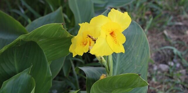What eats Canna Lilies
