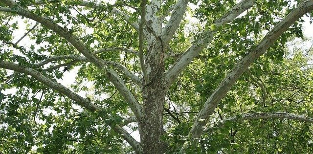 sycamore tree shedding bark