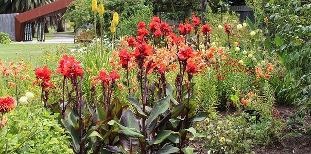 winterize canna lilies