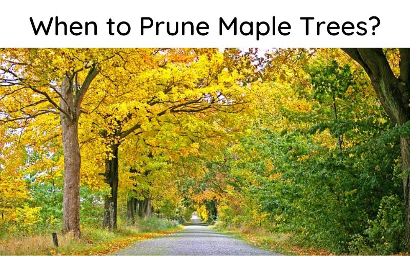 When to Prune Maple Trees