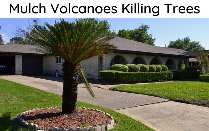 Mulch Volcanoes are Tree Killers