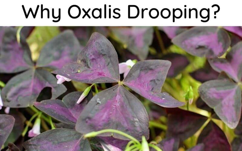 Why Oxalis Drooping