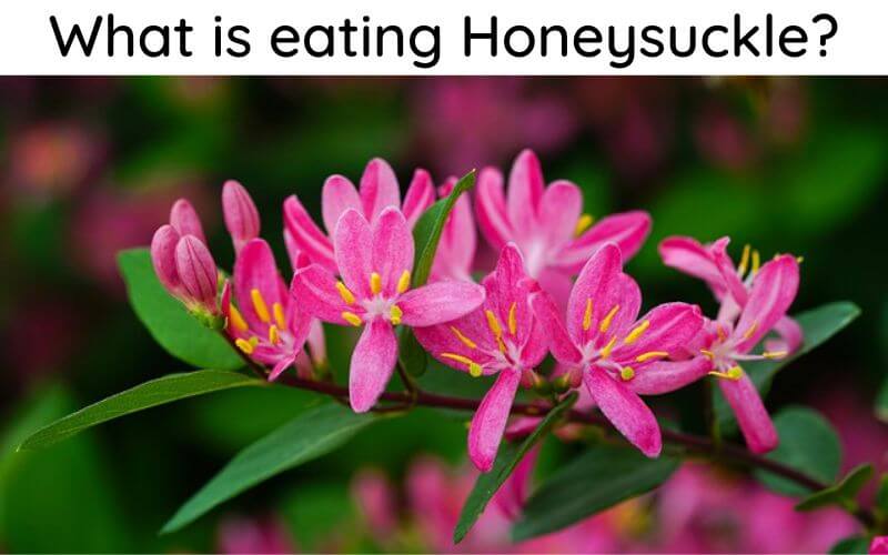 What is eating Honeysuckle