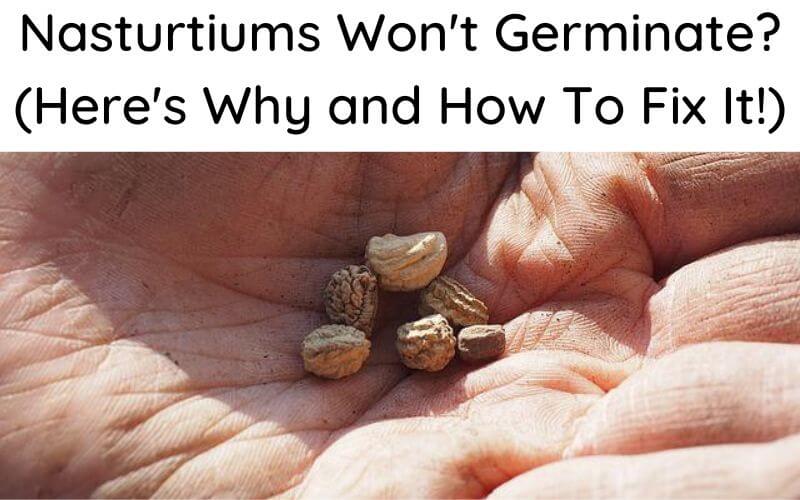 Nasturtiums Won't Germinate