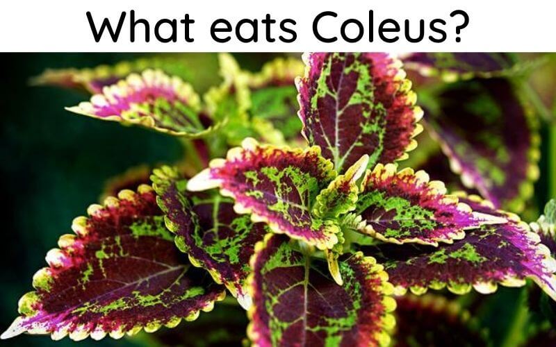 what eats coleus