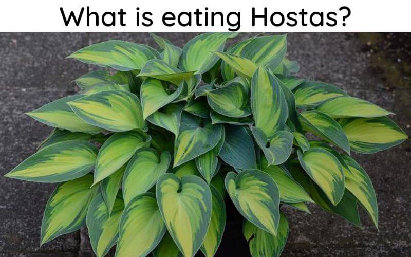 What Is Eating Hostas