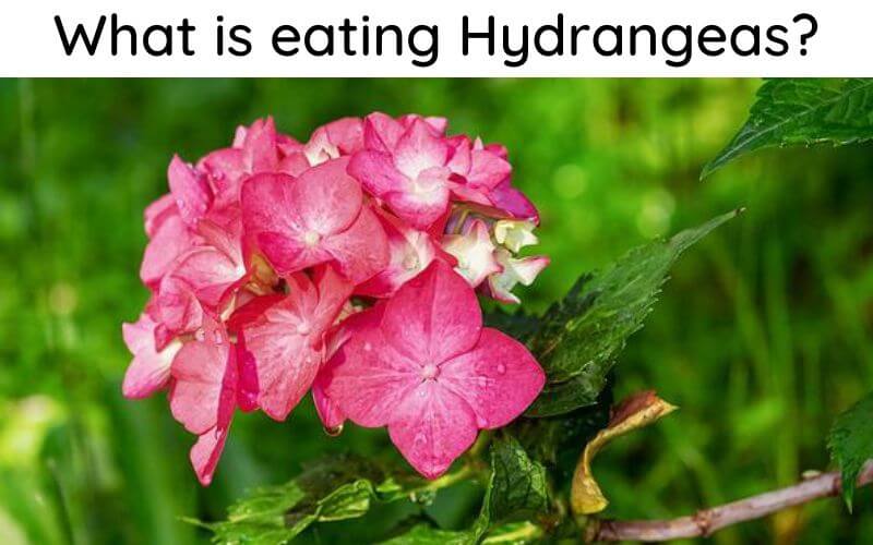 What is eating Hydrangeas
