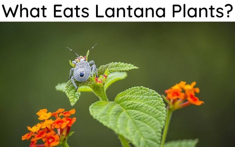 what eats lantana