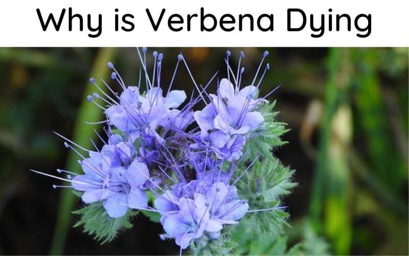 Why is Verbena Dying