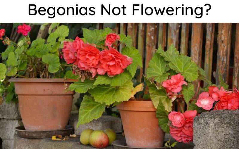 Begonias Not Flowering